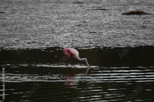 Nature is Florida's Treasure