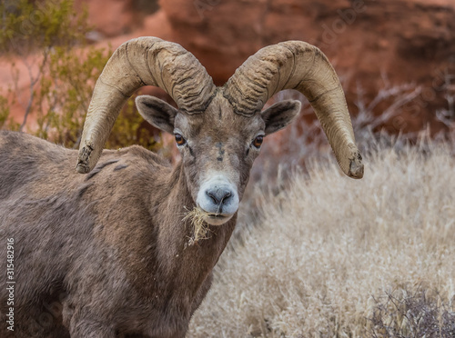 Male bighorn sheep