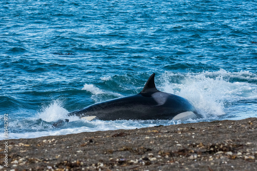 Εκτύπωση καμβά Killer whale hunting on the paragonian coast, Patagonia, Argentina