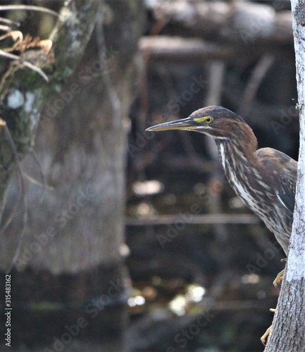 Nature is Florida's Treasure