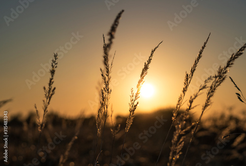 Long wisps of grass bathed in orange sunlight during the golden hour.