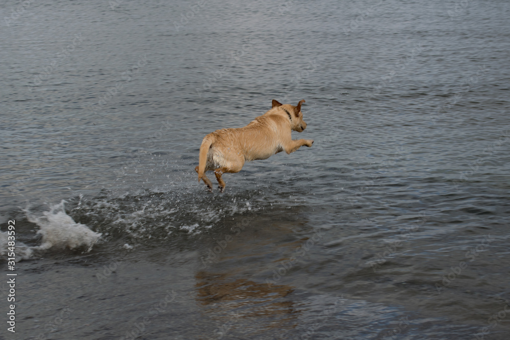 dog in the water