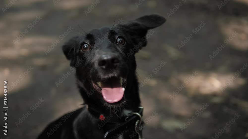Closeup close up pooch Portrait of Gorgeous Labrador Retriever puppy with happy sad eyes looking up ask outdoor park Closeup close up pooch Portrait of Gorgeous Labrador Retriever puppy with happy sad eyes looking up ask outdoor park