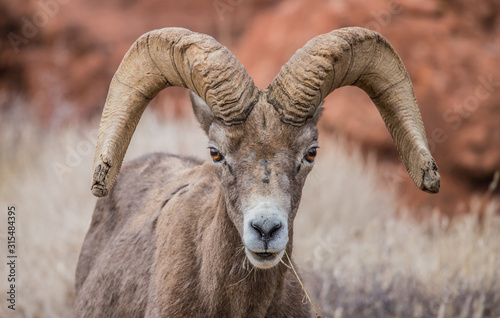 Male bighorn sheep