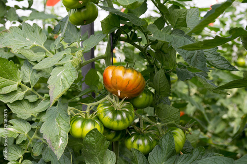 Foto tomate asurcado de tipo marmande en la tomatera