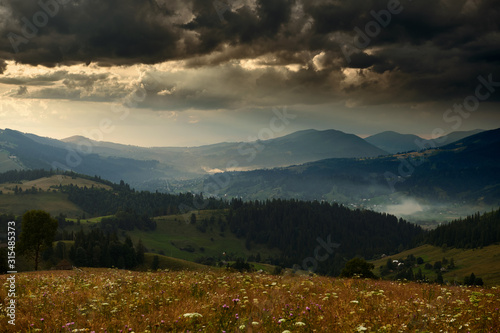 Golden sunset in carpathian mountains - beautiful summer landscape, spruces on hills, dark cloudy sky and bright sun light, meadow and wildflowers