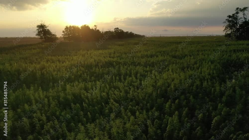 Aerial view of beautiful windy marijuana CBD hemp field in sunset