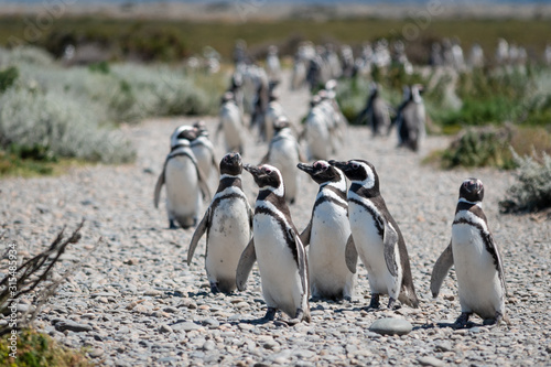 Pingüinos en la Patagonia Argentina