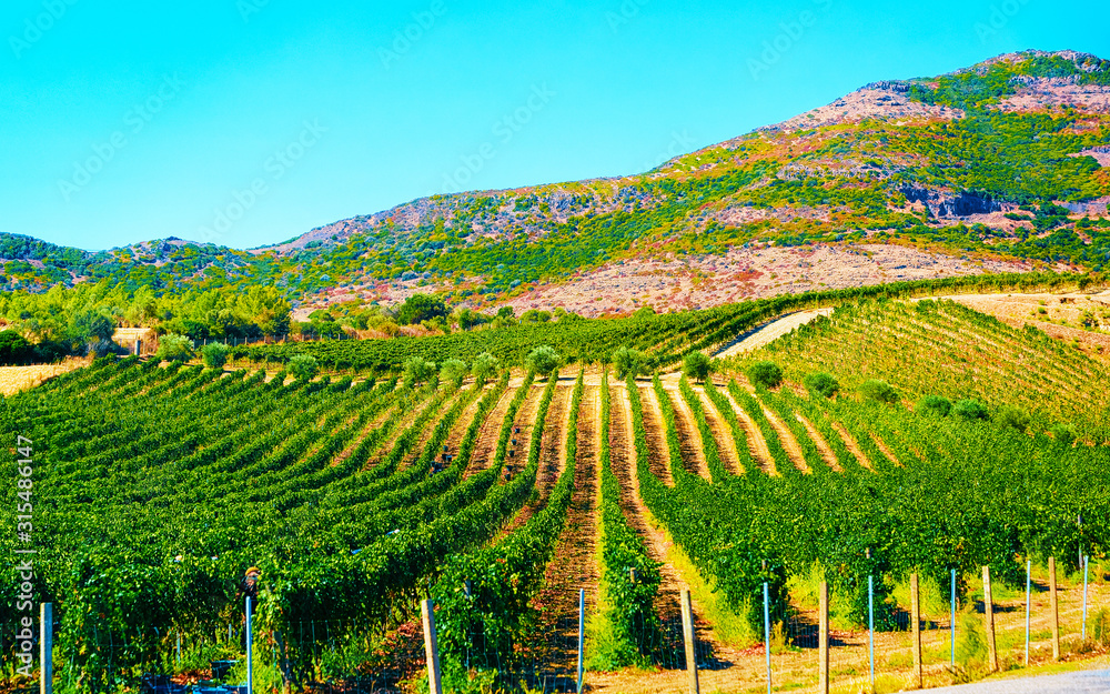 Rural landscape. Beautiful vineyards and agricultural Scenery of Perdaxius, Carbonia-Iglesias. Panorama in South Sardinia island of Italy. Sardegna in summer. Cagliari province. Mixed media.