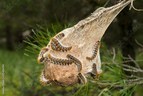 Pine processionary / Pinien-Prozessionsspinner (Thaumetopoea pityocampa 
 photo