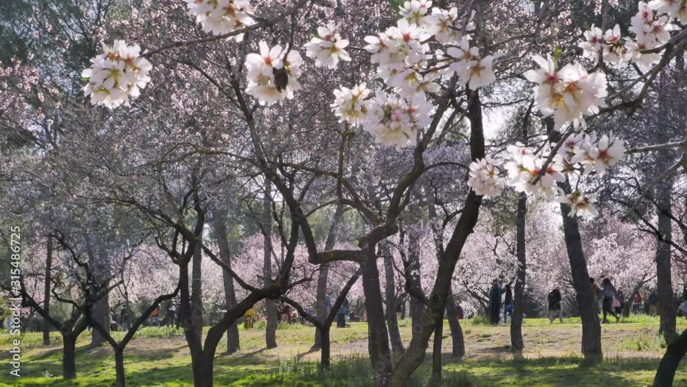 A close up video of almond tree blooming flowers at Quinta de los Molinos city park in Madrid, Spain on a sunny spring day. Almond pink flowers are moving with the wind with blooming trees. A close up video of almond tree blooming flowers at Quinta de los Molinos city park in Madrid, Spain on a sunny spring day. Almond pink flowers are moving with the wind with blooming trees.