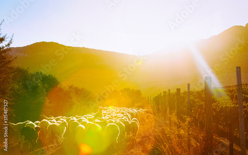 Sunrise and Flock of sheep at agricultural village in Perdaxius, Carbonia-Iglesias. Panorama in South Sardinia island of Italy at sunset. Scenery of Sardegna in summer. Cagliari province. Mixed media. photo