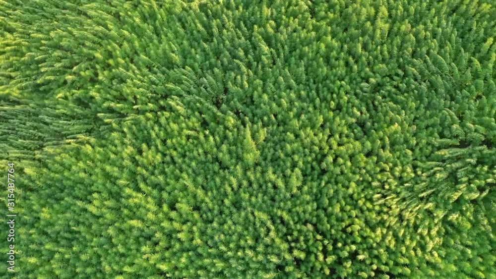 Trippy aerial view of beautiful marijuana CBD hemp field affected by wind