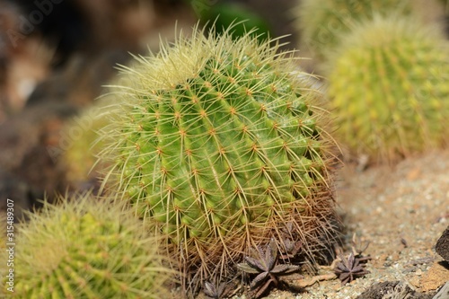 Golden barrel cactus   Cactus grows on arid land like desert  so it has the ability to accumulate moisture in stems and leaves.