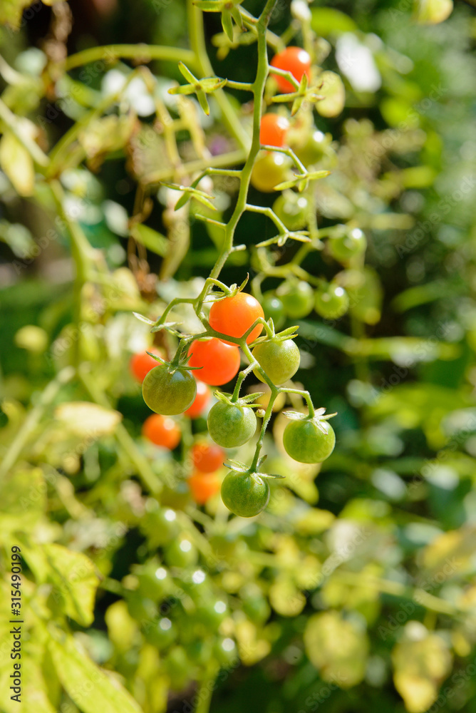 Little green and red cherry tomatoes ripen