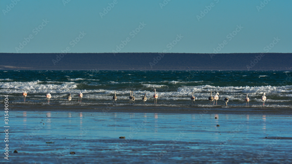 Flamingos feeding at low tide,Peninsula Valdes,Patagonia, Argentina