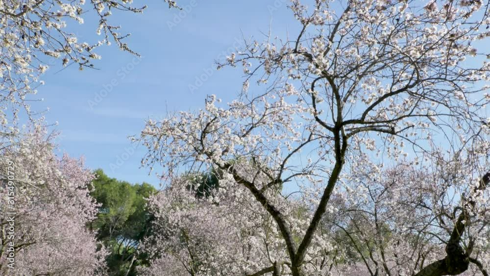 Walking between blooming almond trees with pink flowers at the park of Quinta de los Molinos in Madrid, Spain in spring. Famous park in Madrid with blooming almond trees. Walking between blooming almond trees with pink flowers at the park of Quinta de los Molinos in Madrid, Spain in spring. Famous park in Madrid with blooming almond trees.