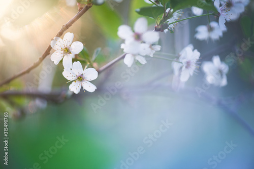 Cherry blossoms, springtime in the garden