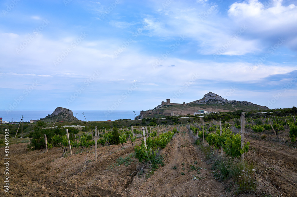 Vineyards in the highlands. Beautiful mountain view, Sudak District, Republic of Crimea
