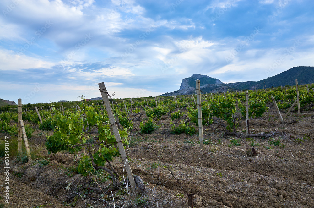 Vineyards in the highlands. Beautiful mountain view, Sudak District, Republic of Crimea. Top of Falcon mountain on the horizon