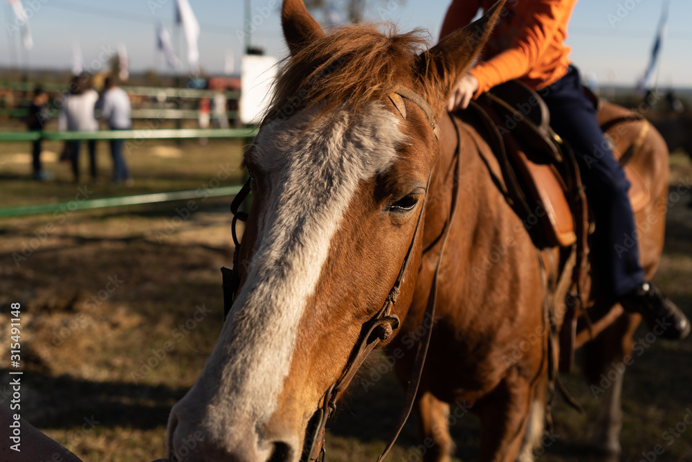 Fototapeta premium portrait of a horse