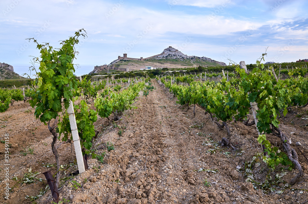 Vineyards in the highlands. Beautiful mountain view, Sudak District, Republic of Crimea. Genoese fortress on the horizon.
