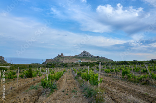 Obraz na płótnie Vineyards in the highlands. Beautiful mountain view, Sudak District, Republic of Crimea. Genoese fortress on the horizon. w salonie