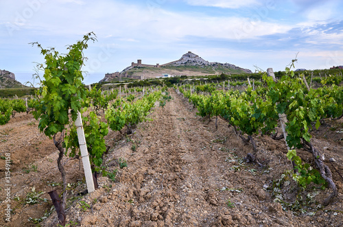 Obraz na płótnie Vineyards in the highlands. Beautiful mountain view, Sudak District, Republic of Crimea. Genoese fortress on the horizon. w salonie