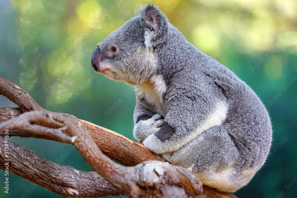 Obraz premium A koala on a eucalyptus gum tree in Australia