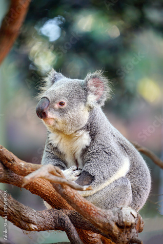 Fototapeta Naklejka Na Ścianę i Meble -  A koala on a eucalyptus gum tree in Australia