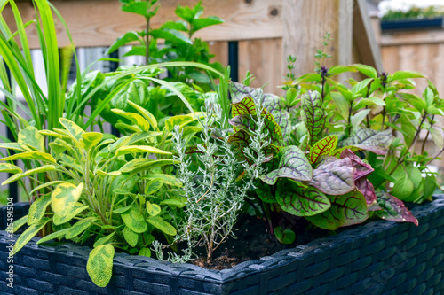 Fresh food from your own garden is part of a healthy lifestyle. Planted in spring, these herb filled patio containers are  loaded with a variety of herbs ready to be harvested all summer.