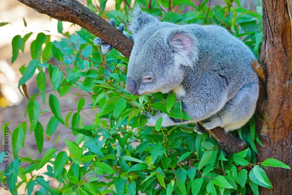 Fototapeta premium A koala on a eucalyptus gum tree in Australia