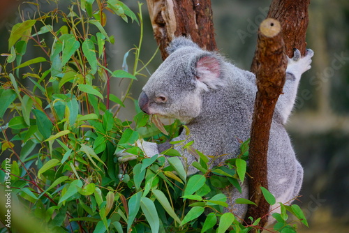 Photography A koala on a eucalyptus gum tree in Australia