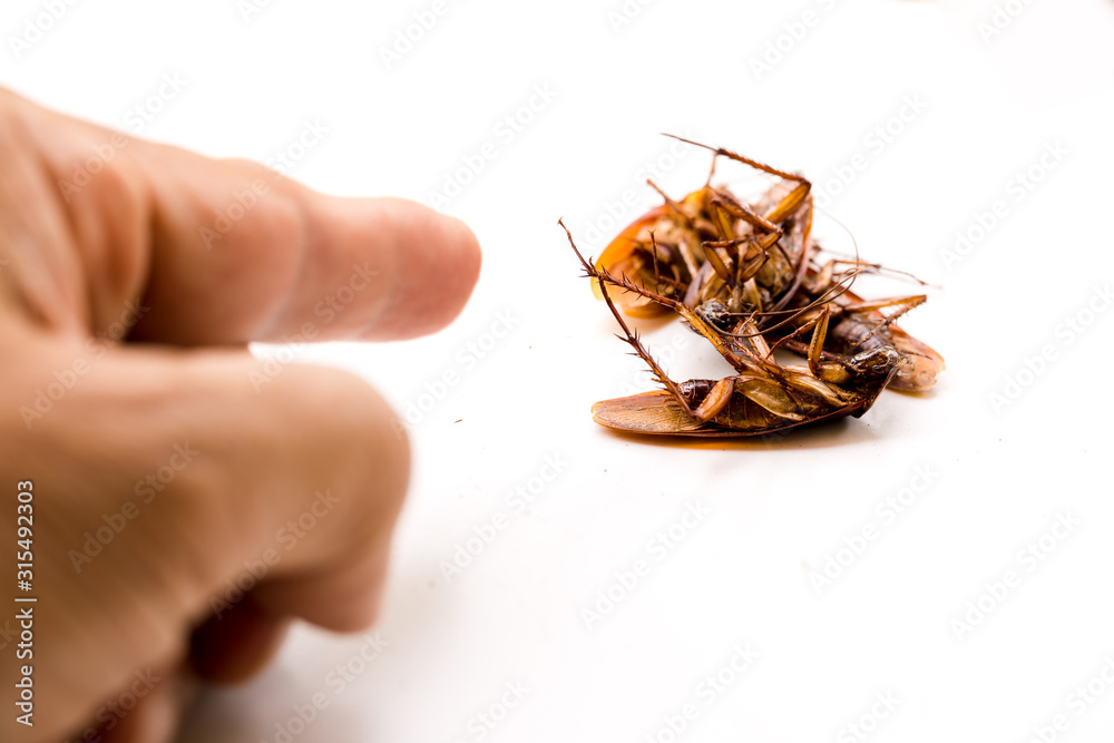The hand is pointing the finger at the cockroaches. The hand is pointing the finger at the cockroaches.