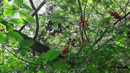  Slow Motion Flock of Guaras Bird Park Foz do Iguacu Brazil photo