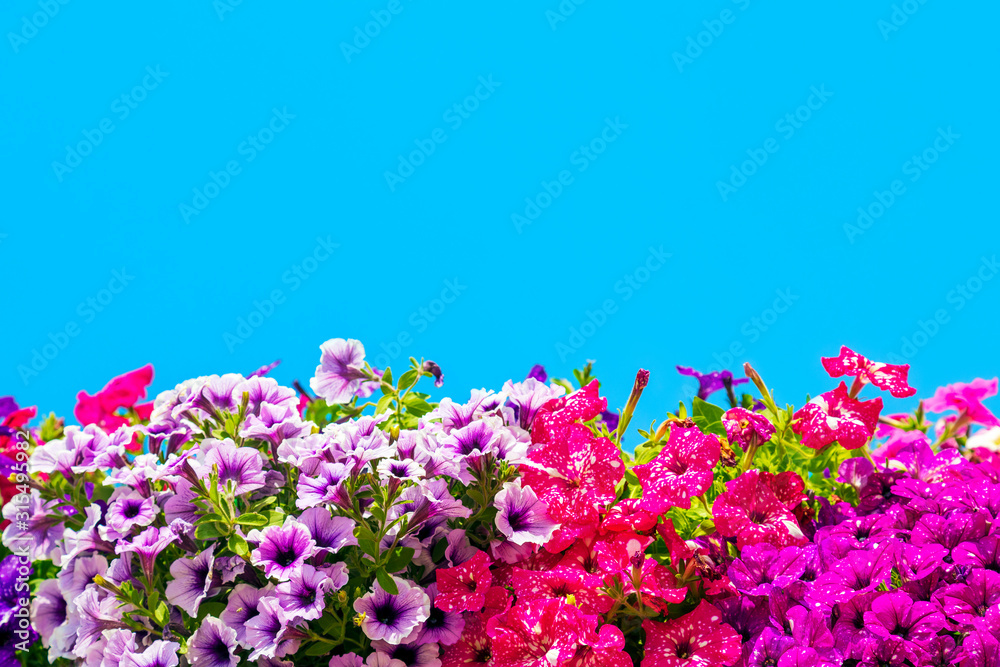 Abstract background of colorful petunia flowers. Image