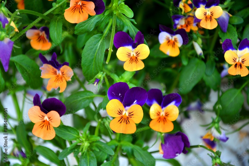 viola plant and flowers in the garden viola plant and flowers in the garden