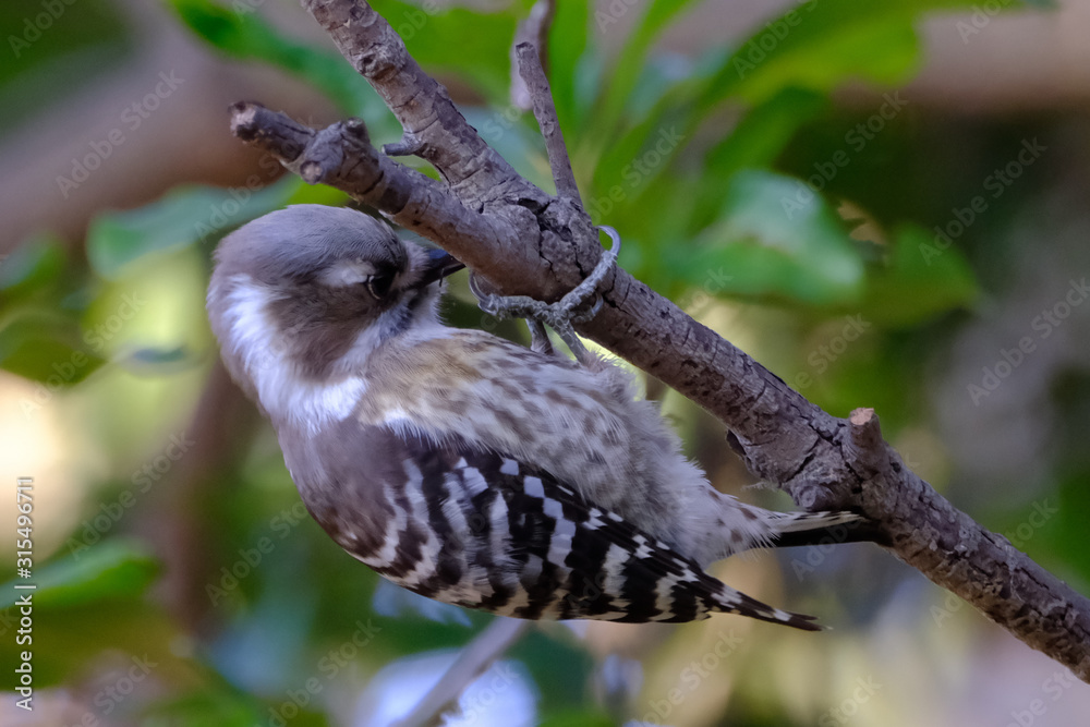 japanese pigmy woodpecker on branch japanese pigmy woodpecker on branch