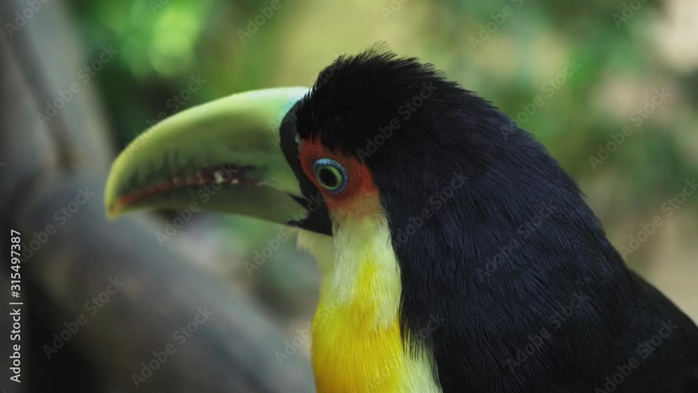 Slow Motion Close Green Beak Toucan Bird Park Foz do Iguaçu Brazil Slow Motion Close Green Beak Toucan Bird Park Foz do Iguaçu Brazil