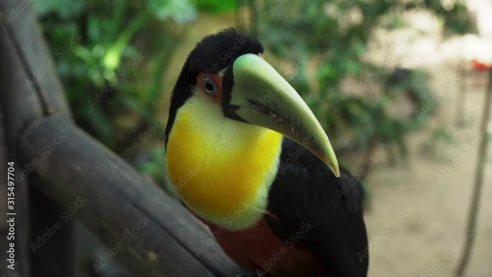 Slow Motion Close Green Beak Toucan Bird Park Foz do Iguaçu Brazil Slow Motion Close Green Beak Toucan Bird Park Foz do Iguaçu Brazil