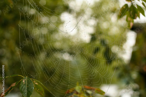 The spider web cobweb closeup background morning dew