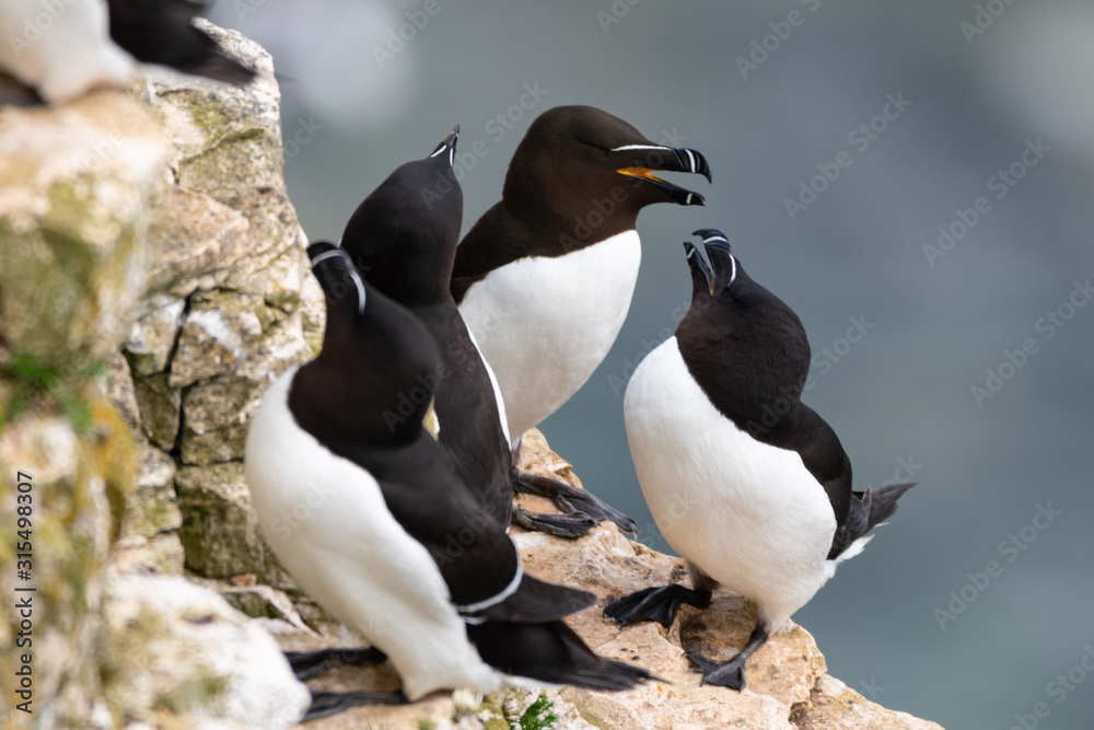 Naklejka premium Razorbills on cliff