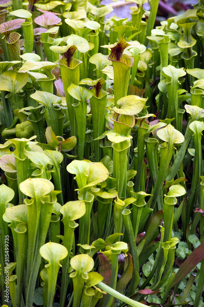 Fototapeta premium Gelbe Schlauchpflanze (Sarracenia flava) im Botanischen Garten