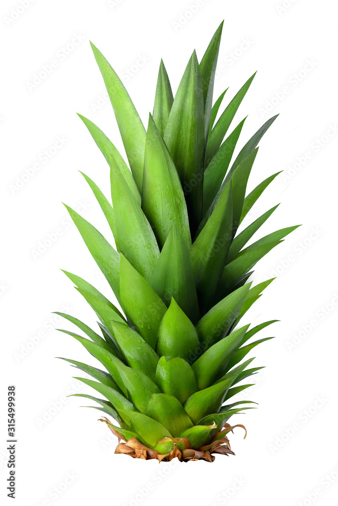 Leaf pineapple isolated on white background. Close-up. Leaf pineapple isolated on white background. Close-up.