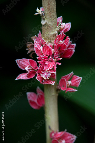 Kauliflorie oder Cauliflorie Pavonia cauliflora photo