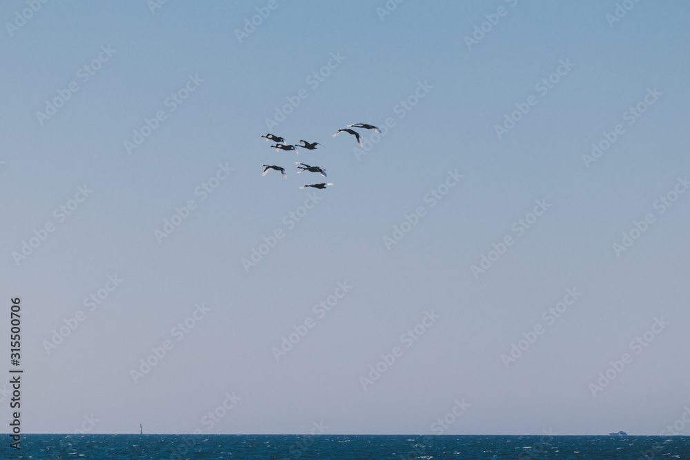 flock of black swans flying above the Indian Ocen shot from City Beach in Perth