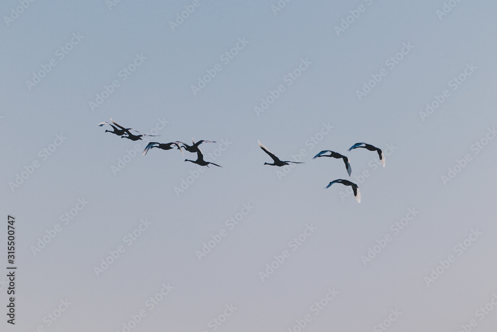 flock of black swans flying or migrating to another place