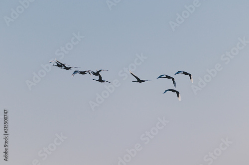 flock of black swans flying or migrating to another place