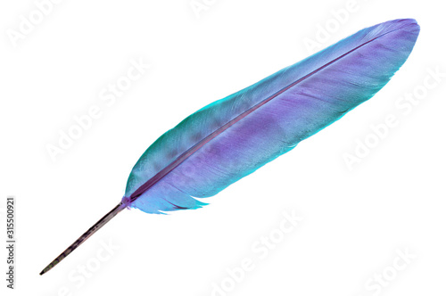 Single feather in iridescent turquoise blues and greens isolated on a white background