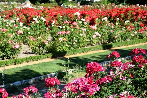 red and pink flowers in the garden